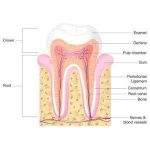 Root Canal Process